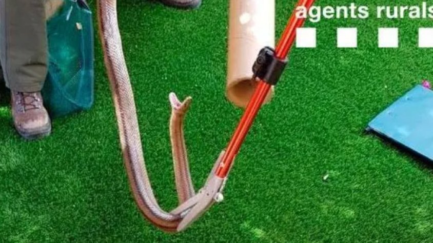 Agents rurals capturen una serp a un domicili del Vendrell