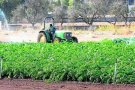  Unió de Pagesos insisteix en què les properes campanyes agràries s’han de continuar gestionant sobre la base de la contractació de proximitat i la seguretat
