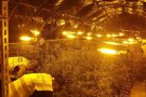 Desarticulat al Baix Penedès un grup criminal dedicat al cultiu i tràfic de marihuana a nivell internacional