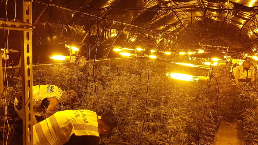 Desarticulat al Baix Penedès un grup criminal dedicat al cultiu i tràfic de marihuana a nivell internacional