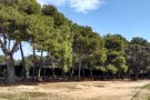 Decideix llorenç s’oposa a la decisió de l’equip de govern d’eliminar una pineda del poble i demana mesures alternatives