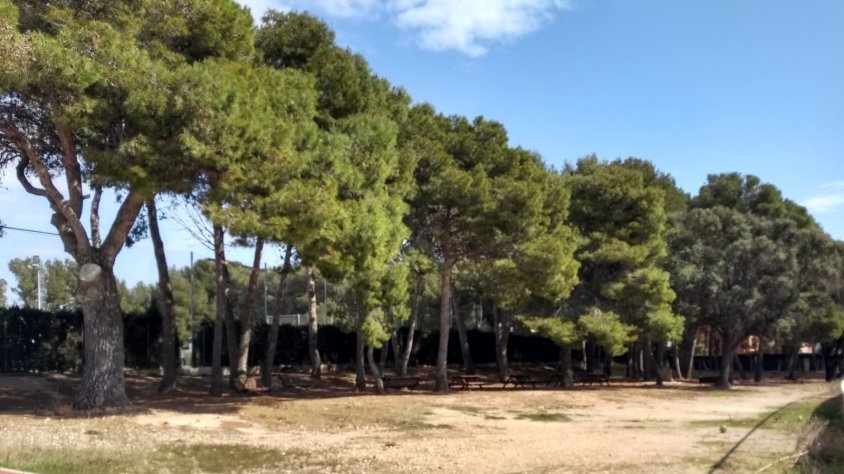 Decideix llorenç s’oposa a la decisió de l’equip de govern d’eliminar una pineda del poble i demana mesures alternatives