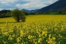 El Departament d'Agricultura abona 189.187 euros de l'ajut agroambiental de Gestió de la Fertilització de l'any 2020