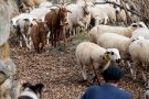 El Departament d'Agricultura efectua un nou pagament dels ajuts directes associats al sector ramader de la PAC del 2020 per un import total d'1,68 M€