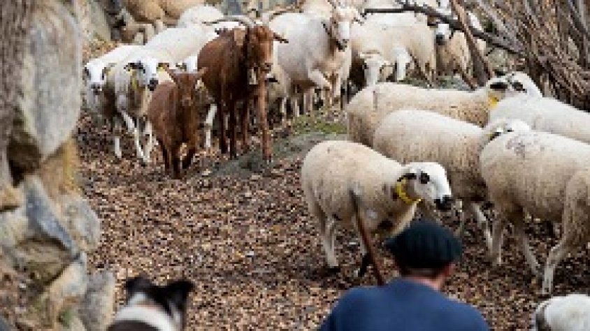 El Departament d'Agricultura efectua un nou pagament dels ajuts directes associats al sector ramader de la PAC del 2020 per un import total d'1,68 M€