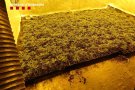 Els Mossos d'Esquadra detenen cinc persones i desmantellen dues plantacions de marihuana al Baix Penedès