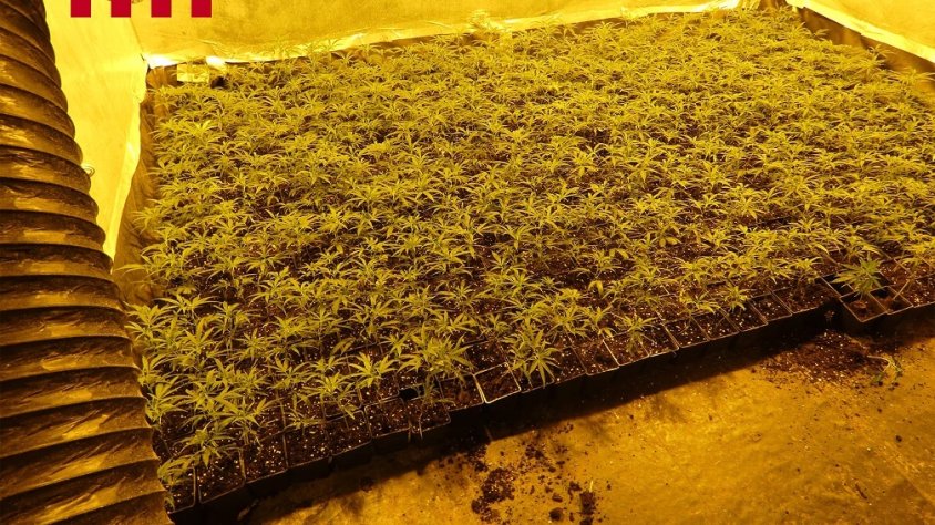 Els Mossos d'Esquadra detenen cinc persones i desmantellen dues plantacions de marihuana al Baix Penedès