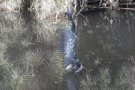 Denúncia del Col·lectiu Ecologista Bosc Verd i el GEVEN (Grup Ecologista del Vendrell i Baix Penedès)