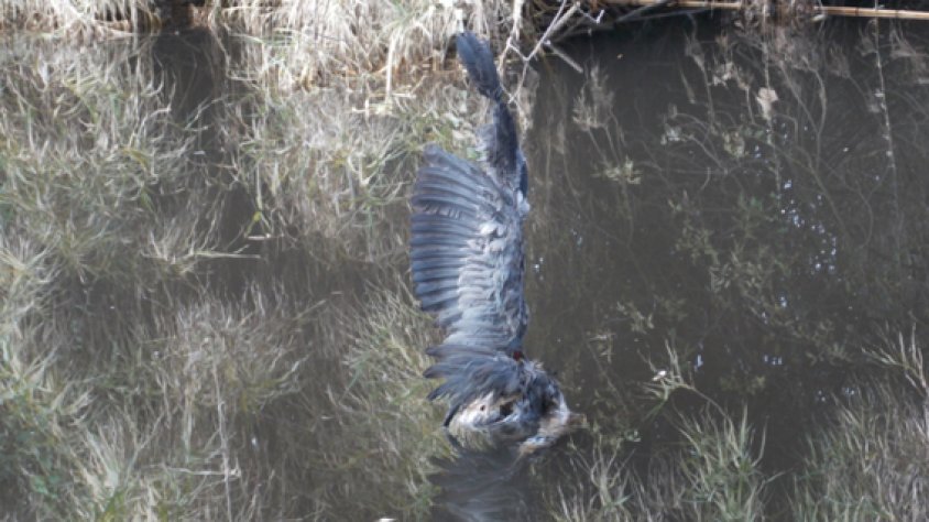 El bernat pescaire atrapat i mort per un fil de pescar abandonat