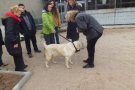 Voluntaris del Refugi d'animals participen en un taller per tenir cura dels gossos que es troben en aquest espai