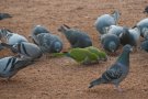 Les plagues urbanes i les espècies invasores es poden controlar de manera coherent