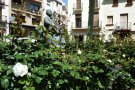 Tot a punt per al 18è Concurs de Roses del Vendrell