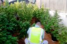 La Guàrdia Civil confisca 24 plantes de marihuana al Vendrell.