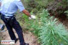 Els Mossos d’Esquadra detenen dos homes per cultivar 150 plantes de marihuana  al Baix Penedès