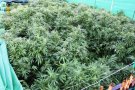 La Guàrdia Civil confisca 20 plantes de marihuana en un xalet de la Bisbal del Penedès.