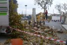 Es retira un arbre de la plaça d’Orient per seguretat