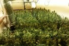 Operació policial al Vendrell amb quatre detinguts i un miler de plantes de marihuana comissades