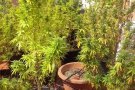 Un operatiu conjunt de la Policia local del Vendrell i el Cos Nacional de Policia acaba amb la detenció d'una persona i el comís d’una dotzena de plantes de marihuana