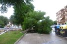 Caiguda d’un arbre a la plaça de l’Indersa