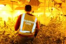 La Guàrdia Civil deté una persona per elaboració i cultiu de marihuana.