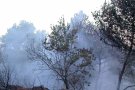 Extingit l'incendi forestal d'Albinyana