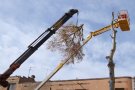 Retirada de l'eucaliptus de la pl. Francesc Macià del Vendrell