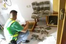 Dos detinguts a Calafell per conrear i distribuir marihuana