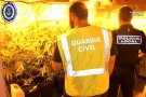 La Guàrdia Civil en col·laboració amb la Policia Local, deté una persona per cultiu , elaboració i venda de marihuana