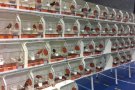 43 Campionat Ornitológic de Catalunya