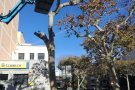 Es retiren arbres de la Rambla per prevenció i seguretat
