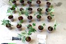 La Policia Municipal intercepta un vehicle amb 26 plantes de marihuana