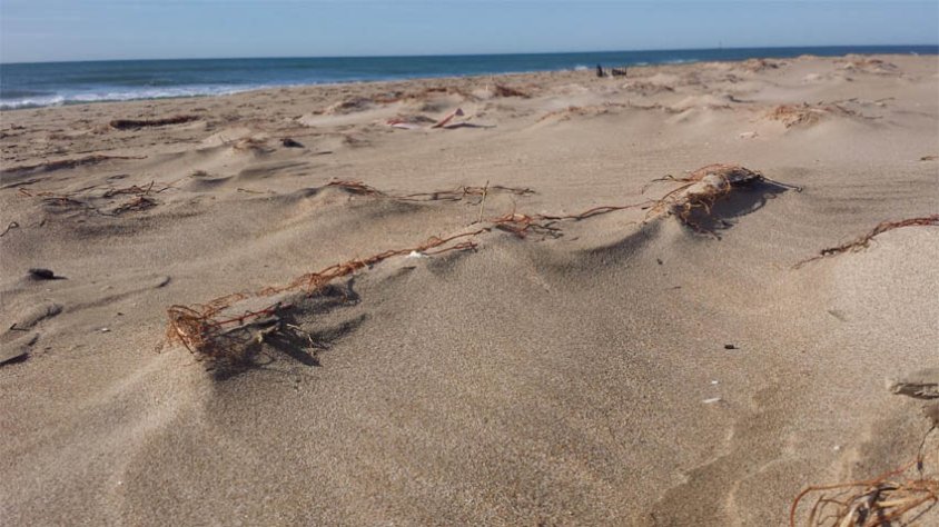 A la imatge podem observar com aquests filaments contribueixen a fixar milers de tones de sorra que altrament marxarien al rerepaís d’aquesta platja.