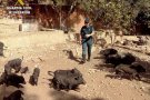 La Guàrdia Civil pren declaració com investigat a una persona per maltractament d'animals