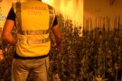 La Guàrdia Civil desmantella a la Bisbal del Penedès una sofisticada plantació de marihuana amb més de 1.600 plantes