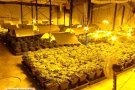 Desmantellada una plantació de marihuana indoor en una nau industrial de Santa Oliva