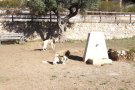 La Regidoria de Protecció animal habilita sis zones d’esbarjo per a gossos arreu del municipi