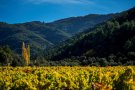 Taller d’ocells al Paratge Natural de Poblet