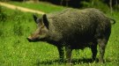 Batudes especials nocturnes per matar porcs senglars a Bonastre