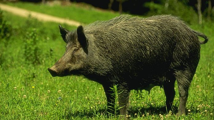 Batudes especials nocturnes per matar porcs senglars a Bonastre