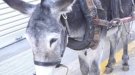 El proper mercat medieval de Calafell no hi haurà animals vius
