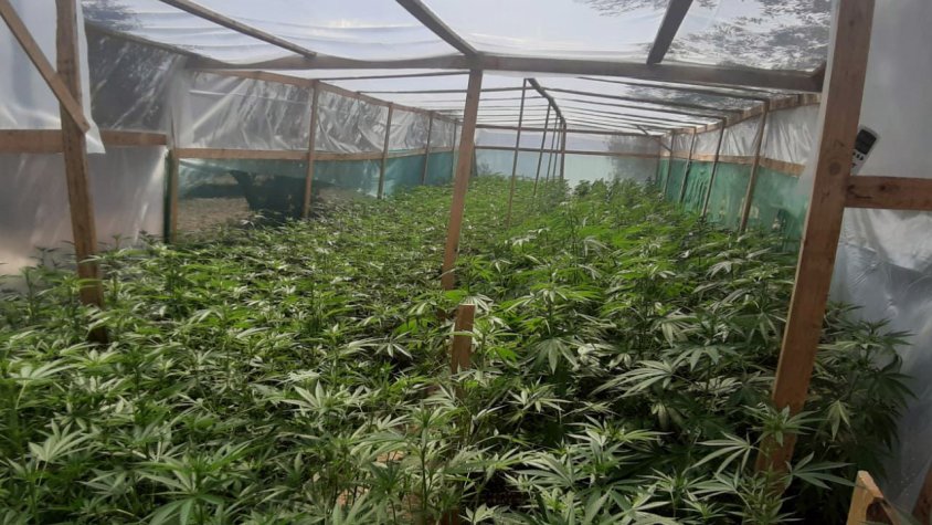 Els Mossos d’Esquadra detenen dos homes per cultivar marihuana a la Bisbal del Penedès