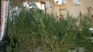 Els Mossos d’Esquadra detenen cinc persones i desmantellen una plantació de marihuana indoor de cultiu intensiu a Santa Oliva