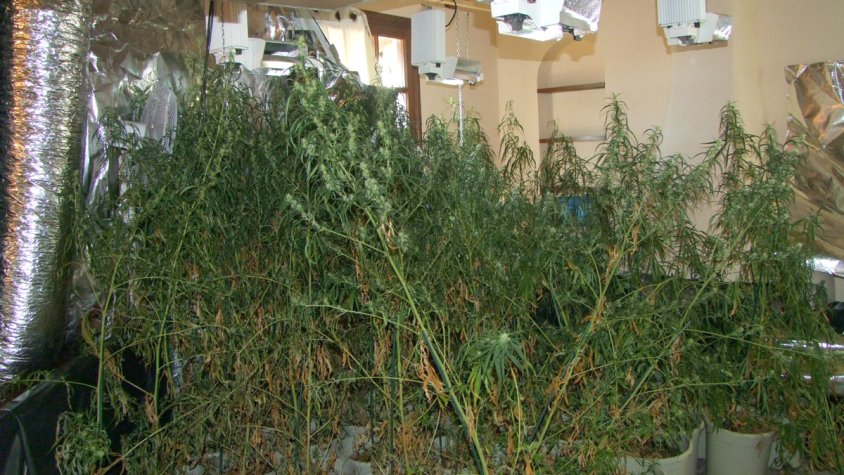 Els Mossos d’Esquadra detenen cinc persones i desmantellen una plantació de marihuana indoor de cultiu intensiu a Santa Oliva