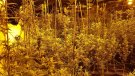 Decomissen 2.562 plantes de marihuana al Vendrell