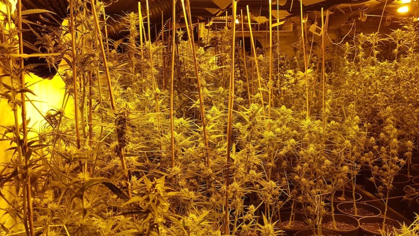 Una imatge d'arxiu d'una plantació de marihuana