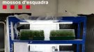 Desarticulada una banda de traficants de drogues que tenia una plantació al Montmell