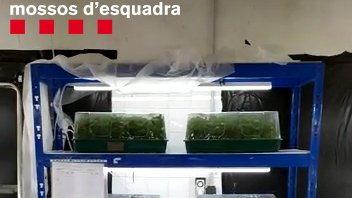 Desarticulada una banda de traficants de drogues que tenia una plantació al Montmell