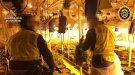 La Guàrdia Civil i la Policia Local del Vendrell desarticulen una plantació de marihuana