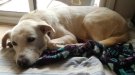 Es disparen les peticions per adoptar i acollir gossos en algunes protectores d'animals