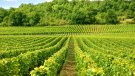 La gelada del 27 de març passat causa danys de 3,5 MEUR en 3.000 hectàrees de cultius de vinya i fruita de Catalunya